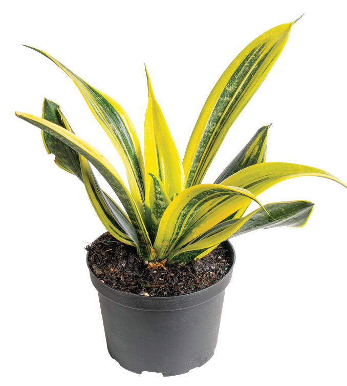 Golden Flame Snake Plant (Dracaena trifasciata ‘Golden Flame’)