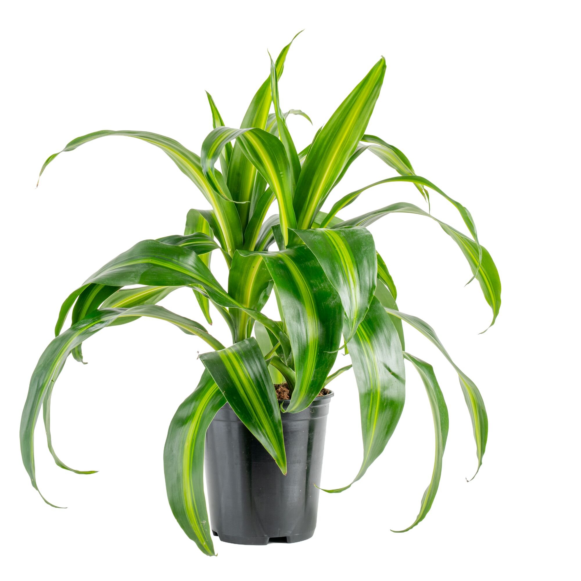 Dracaena Cane ‘Hawaiian Sunshine’