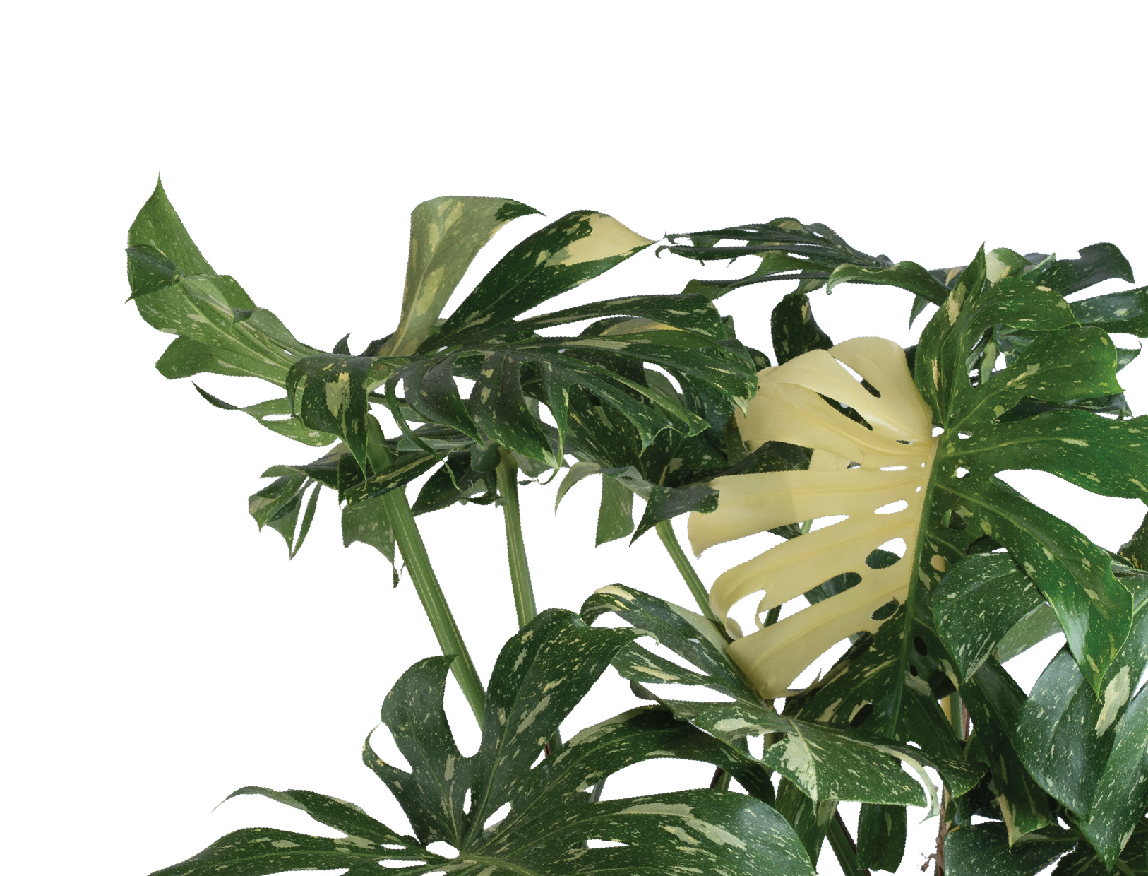 Monstera Thai Constellation Detail.png