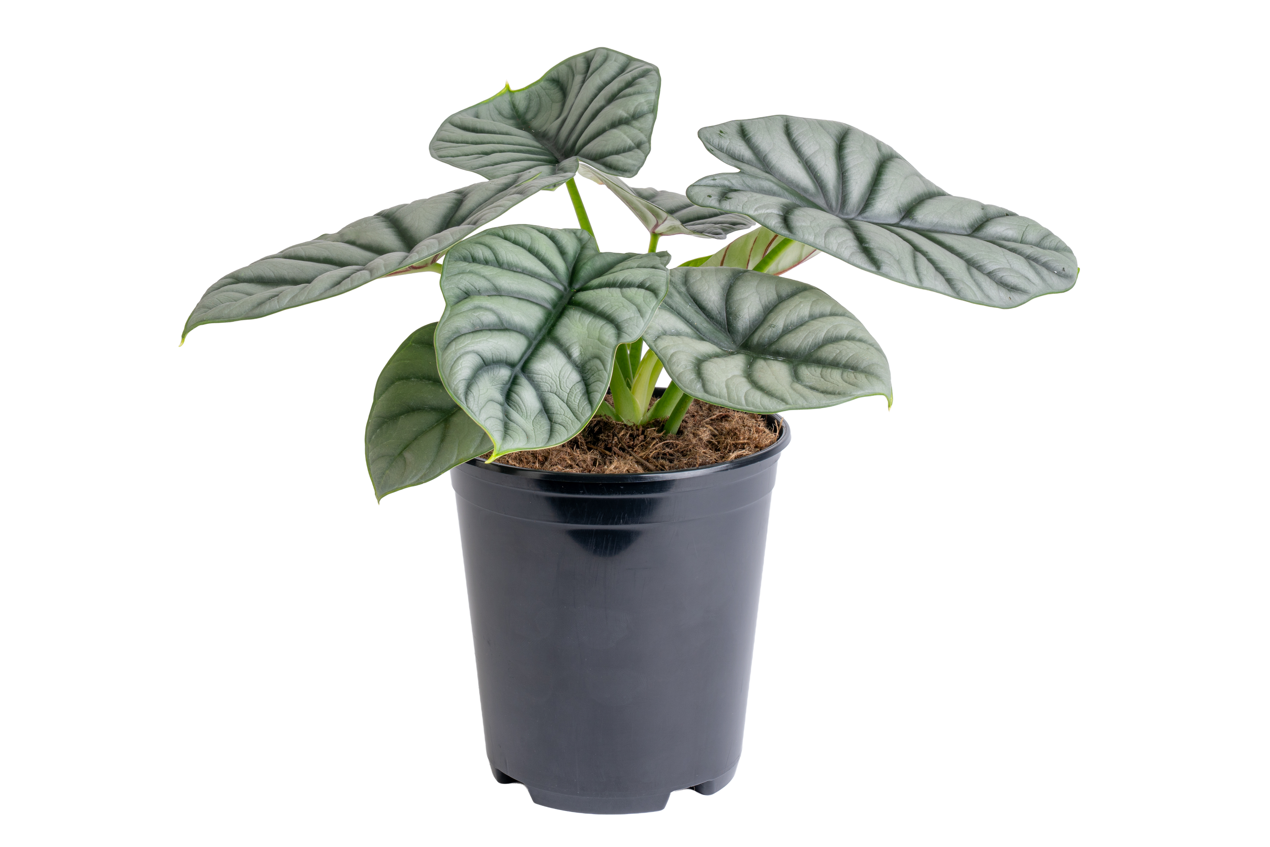 Alocasia ‘Silver Dragon’ (Alocasia baginda ‘Silver Dragon’)