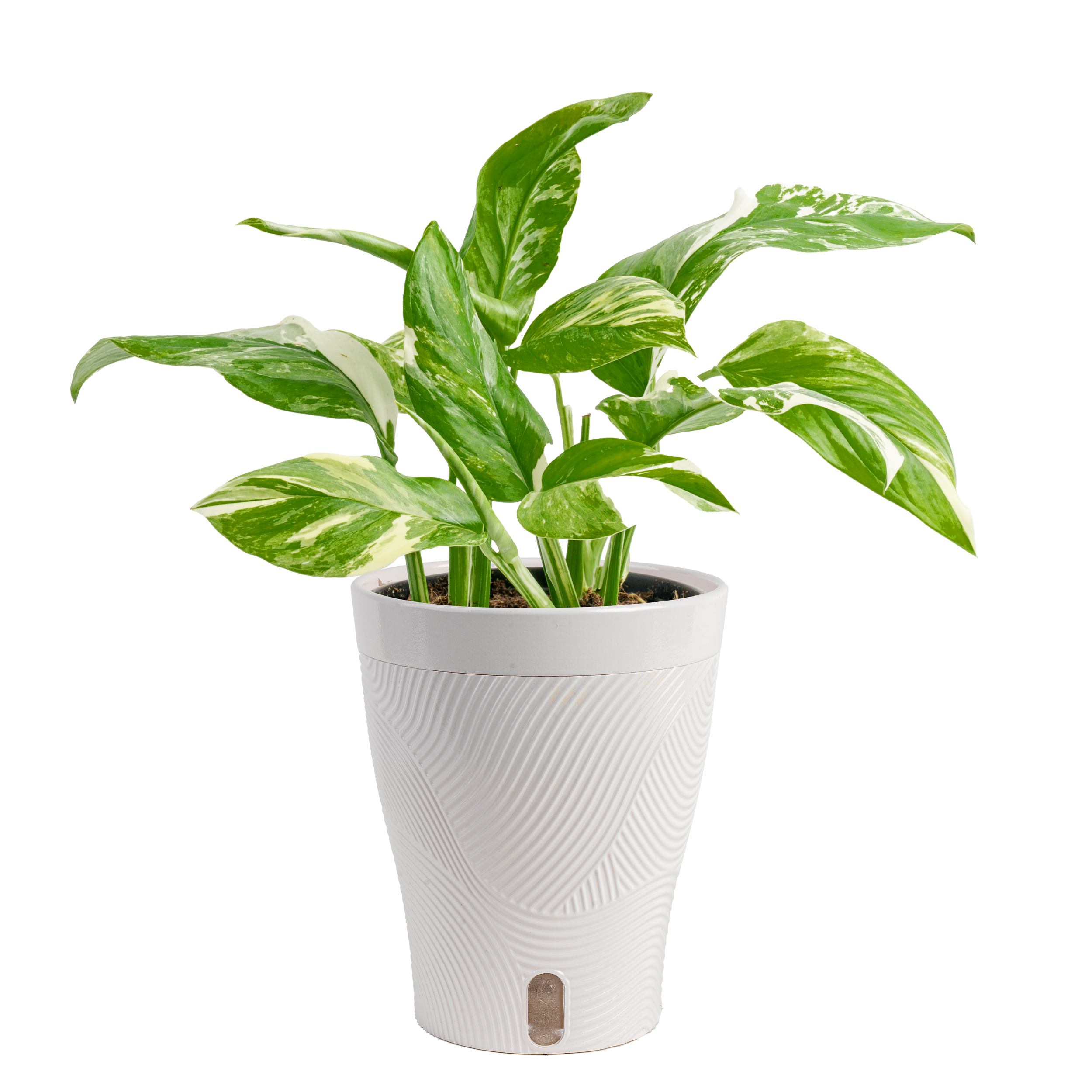 5in Monstera Lechleriana in Livia White Skinny Foliage.png