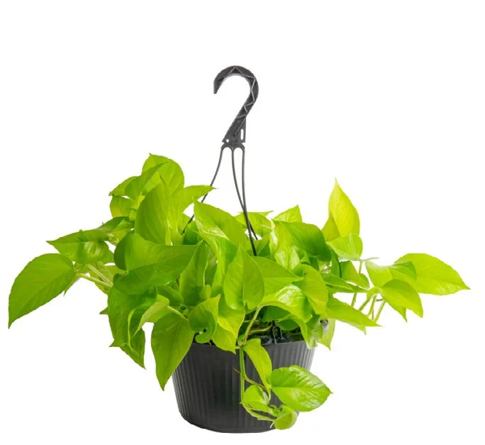 Neon Pothos (Epipremnum aureum ‘Neon’)