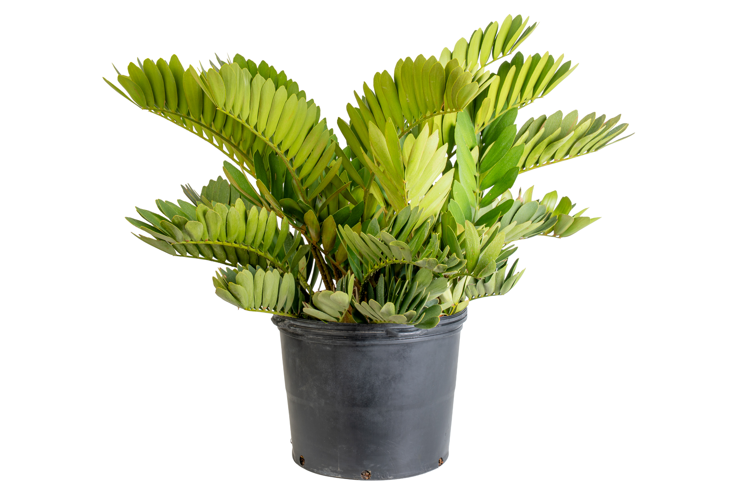 Cardboard Palm (Zamia furfuracea)