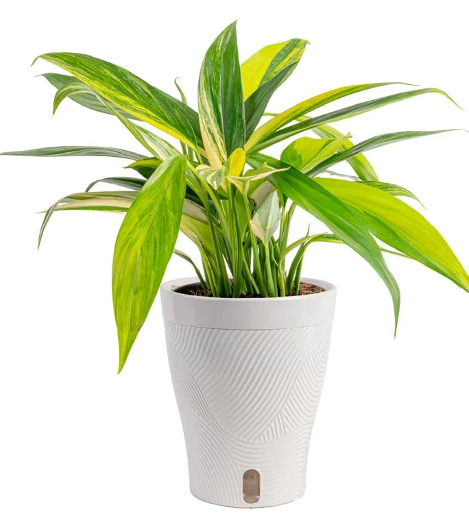Amplissimum Variegata Pothos (Epipremnum amplissimum ‘Variegata’)
