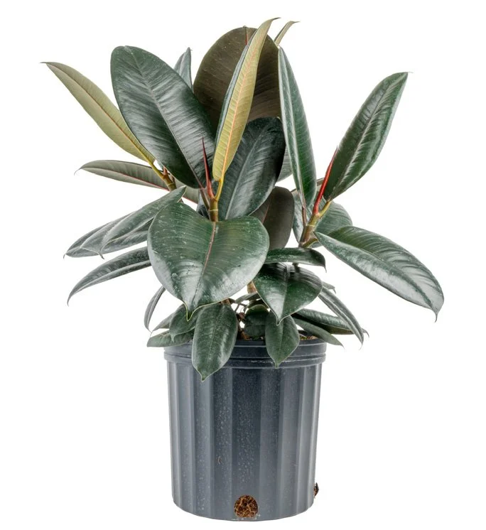Ficus ‘Burgundy’ (Ficus elastica)