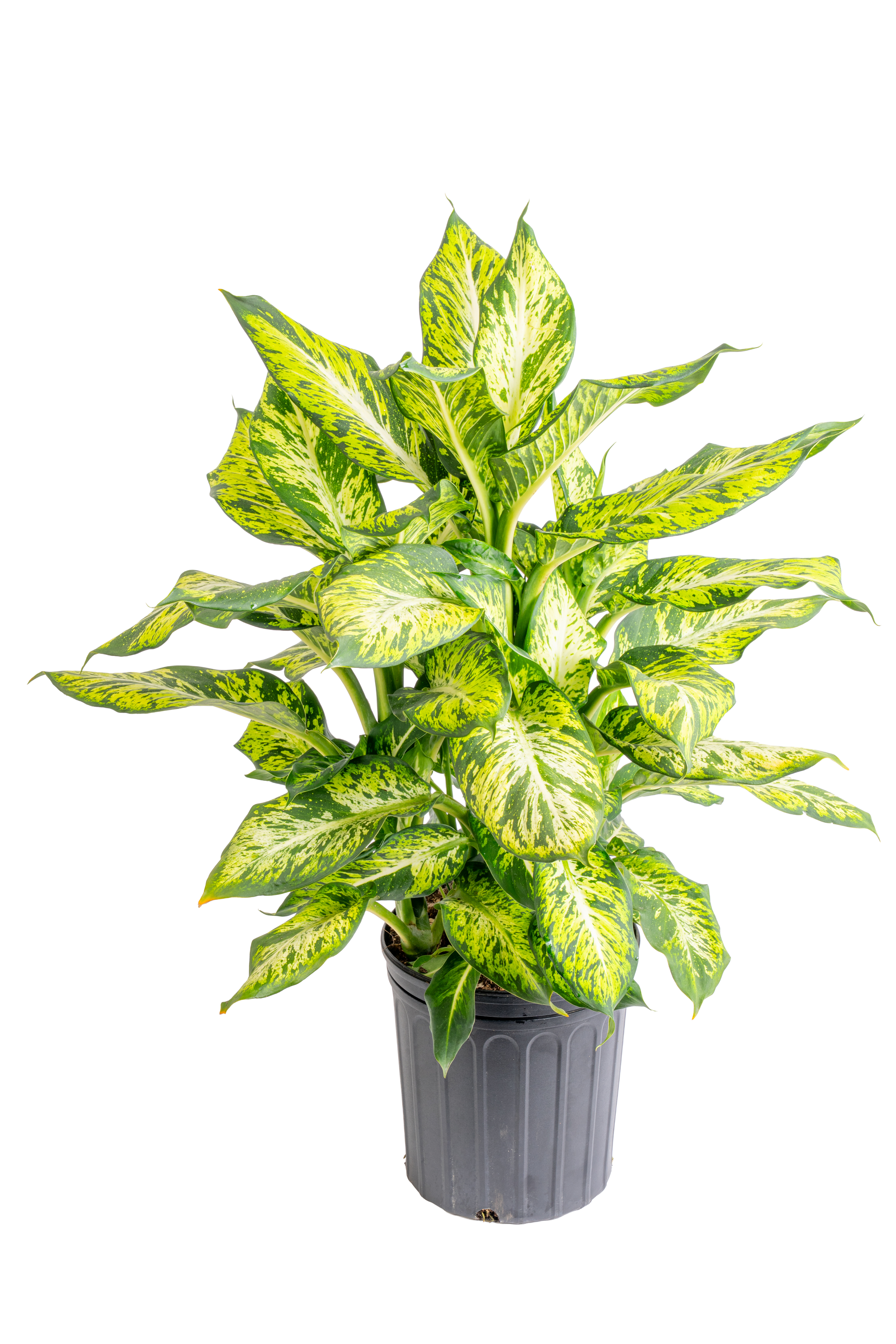 Dieffenbachia ‘Sublime’ (Dieffenbachia ‘Sublime’)