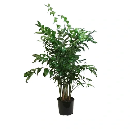falcifera.webp