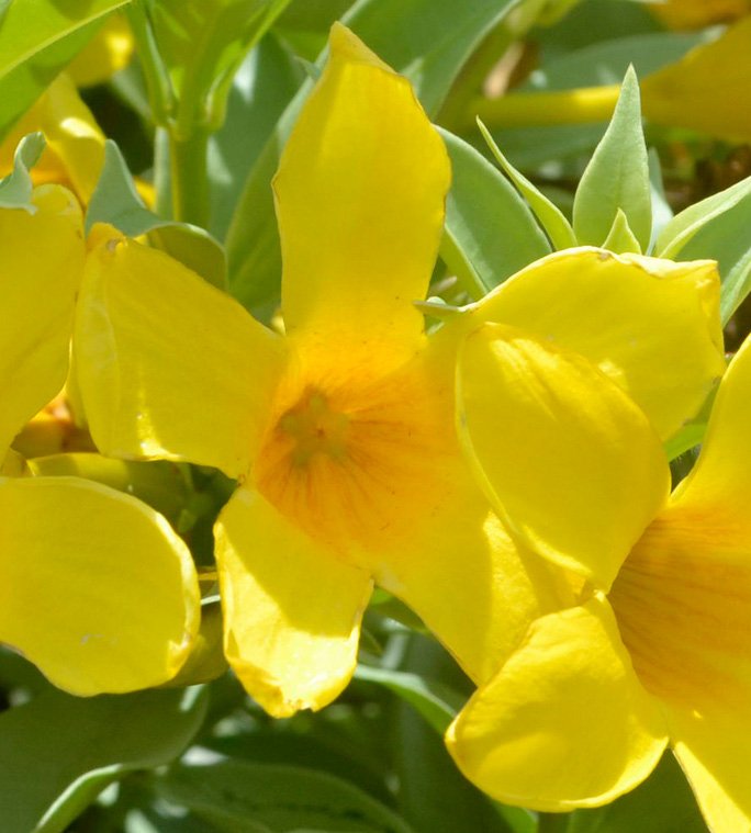 Golden Trumpet Allamanda Detail.jpeg