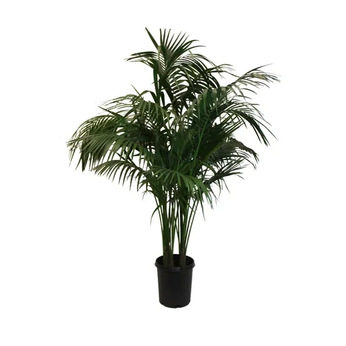 Howea Forsteriana (Kentia Palm)