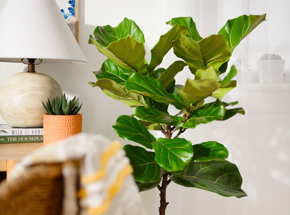 Ficus ‘Lyrata Standard / Lifestyle’ (Ficus lyrata)