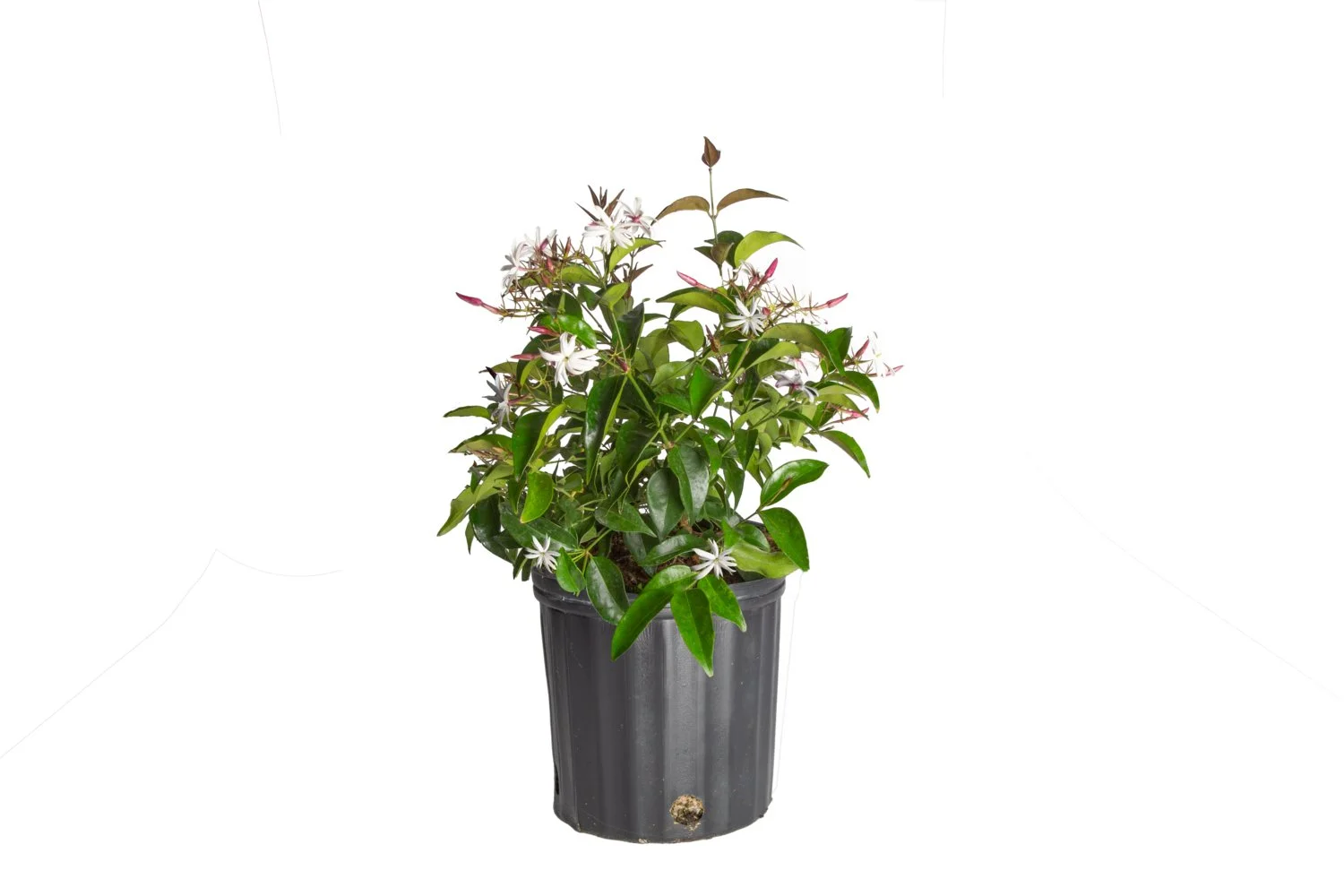 Jasminum spp. (Jasmine)