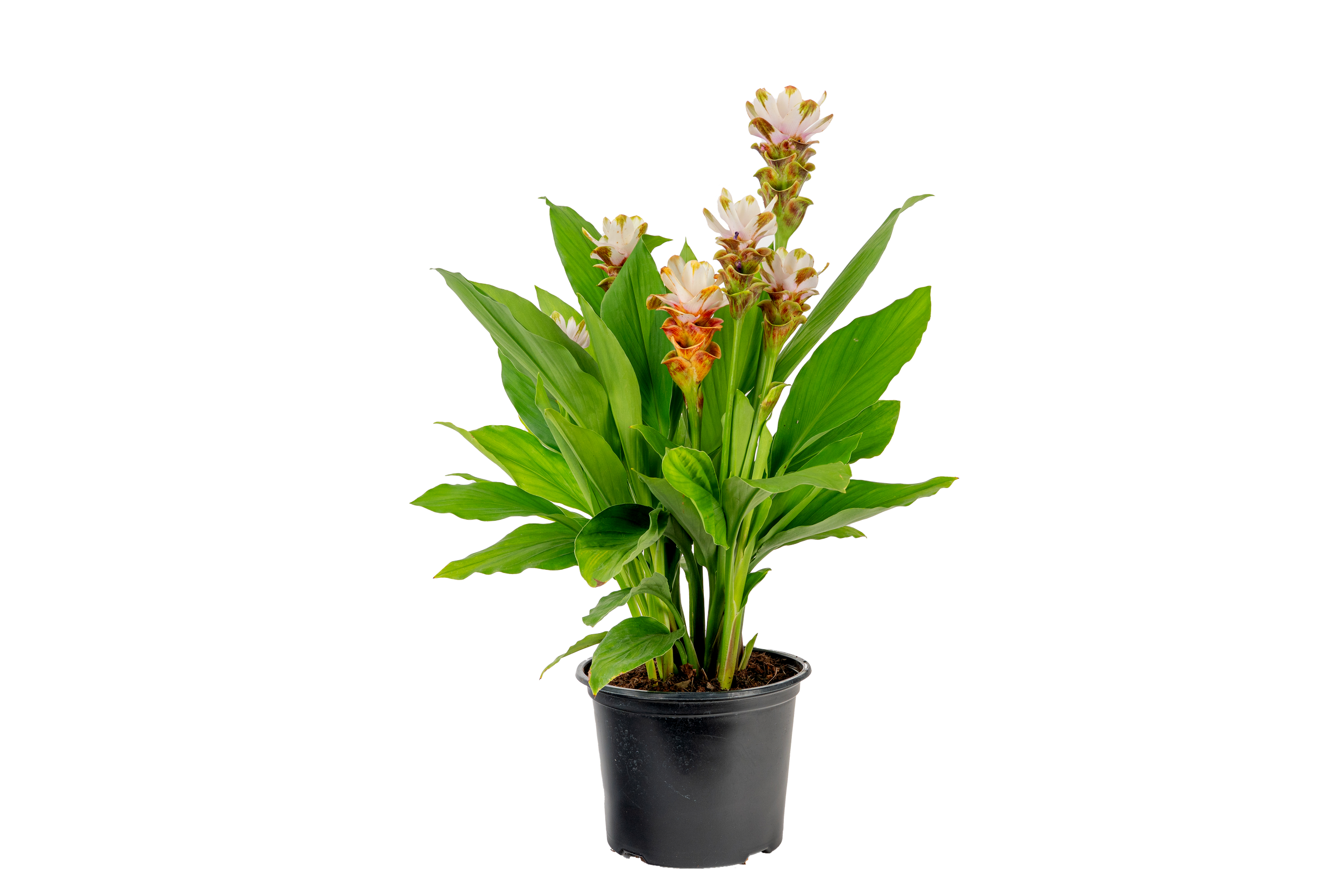 Curcuma (Cream Blush Selection) (Curcuma spp.)