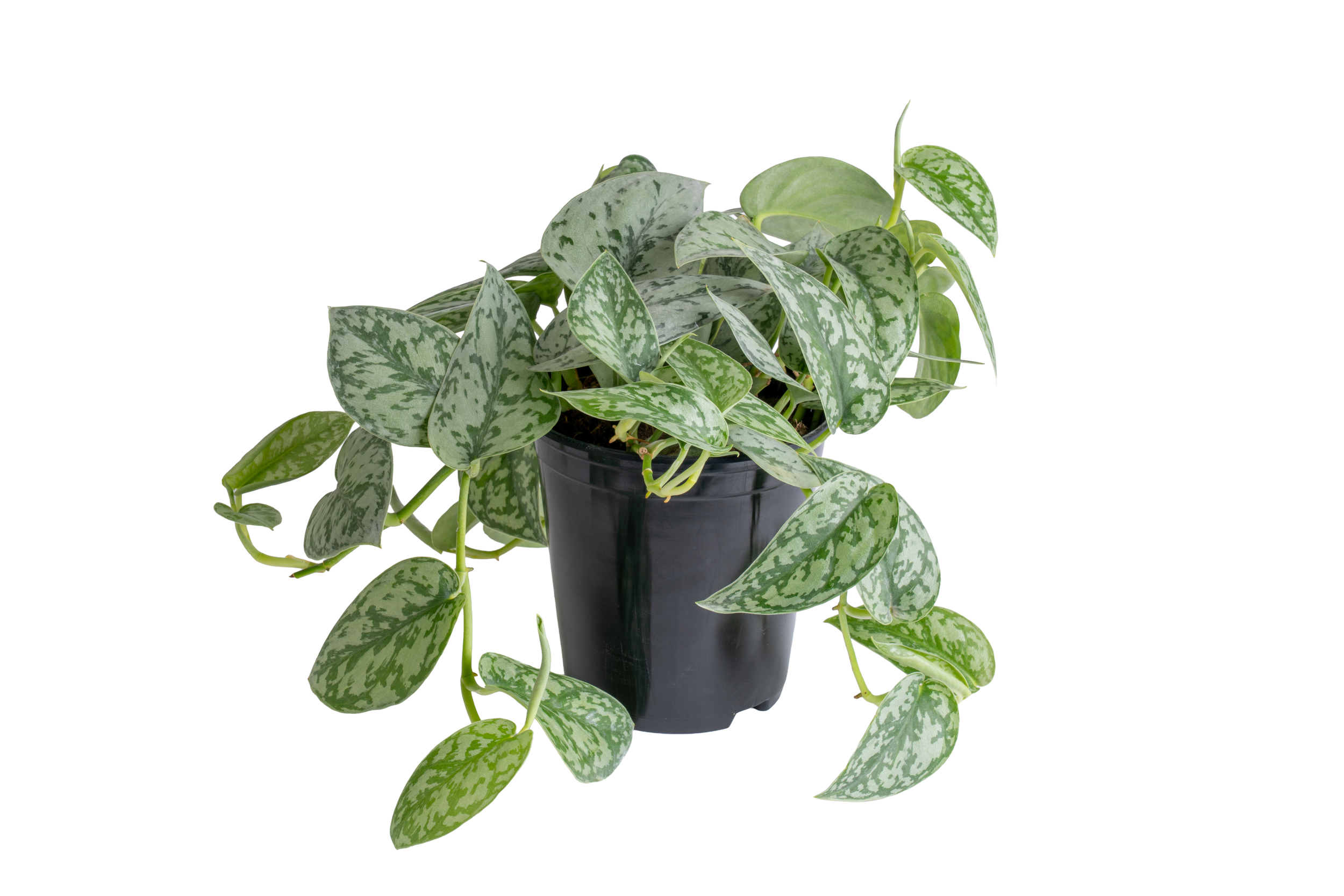 Scindapsus ‘Silver Lady’ (Scindapsus pictus ‘Silver Lady’)
