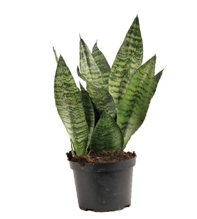 Wintergreen Snake Plant (Dracaena trifasciata ‘Wintergreen’)