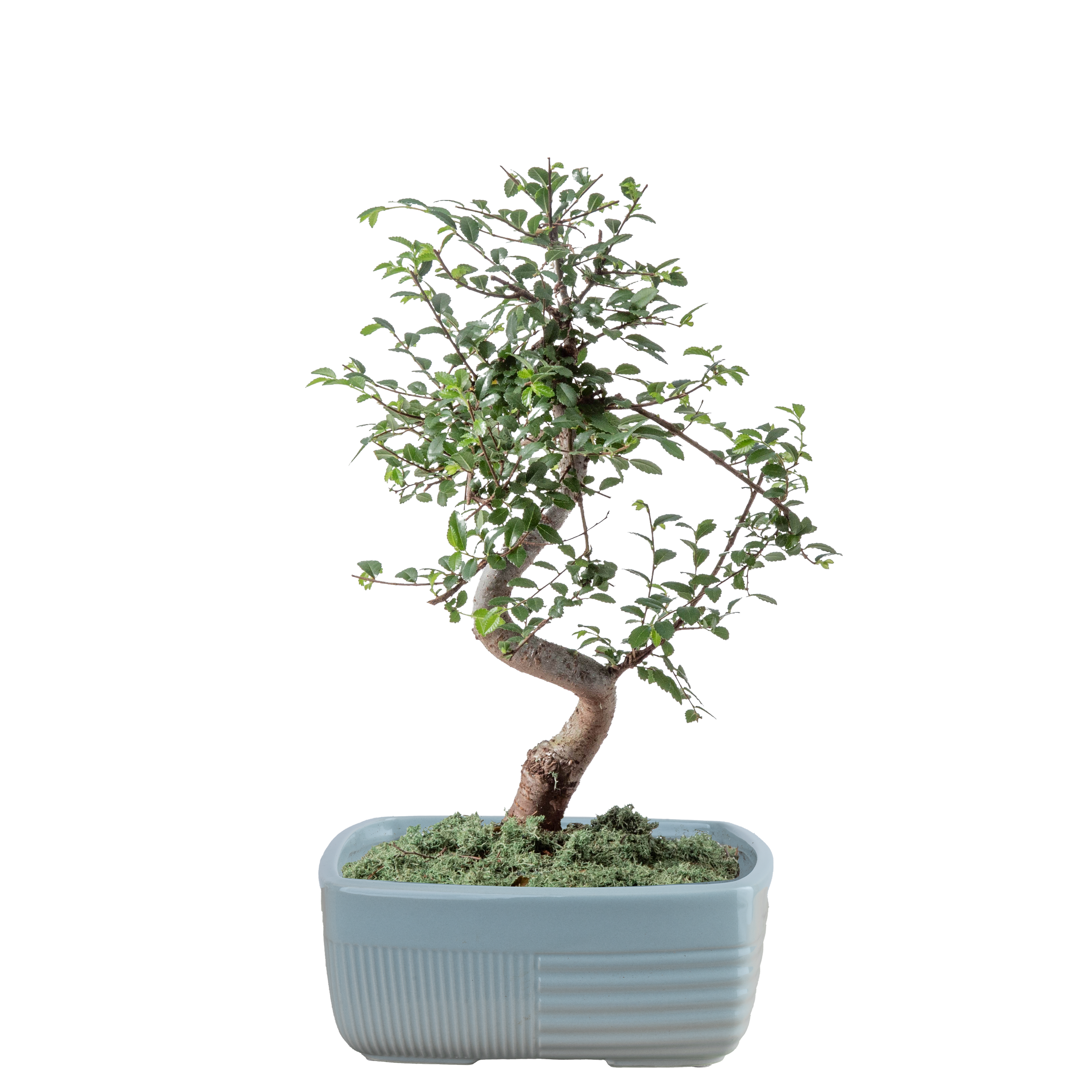 Zelkova Bonsai (Zelkova serrata)