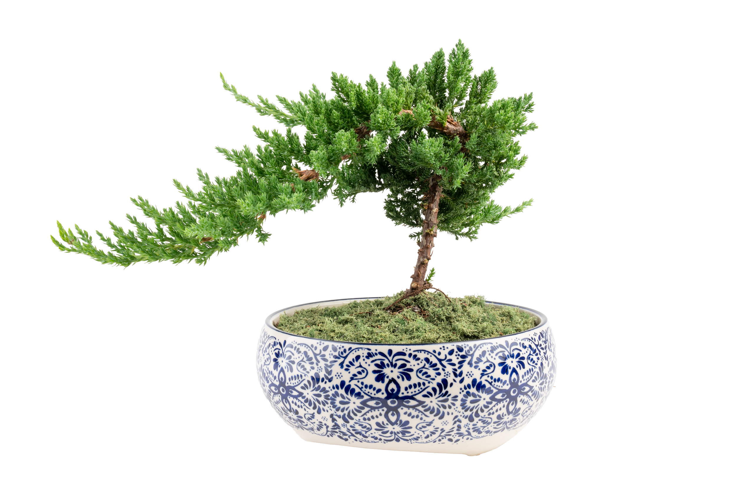 Juniper Bonsai (Juniperus spp.)