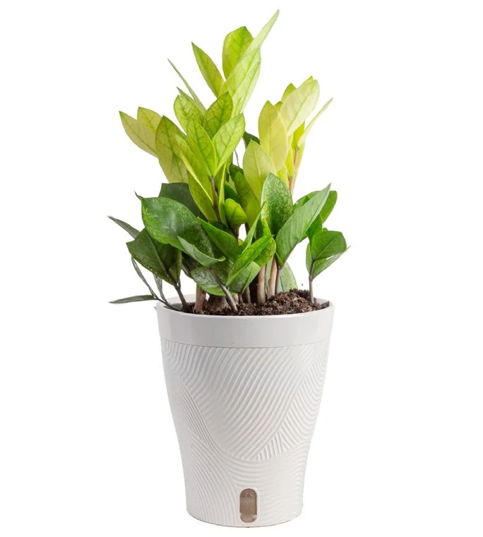 5in ZZ Chameleon in Livia Pot.jpeg