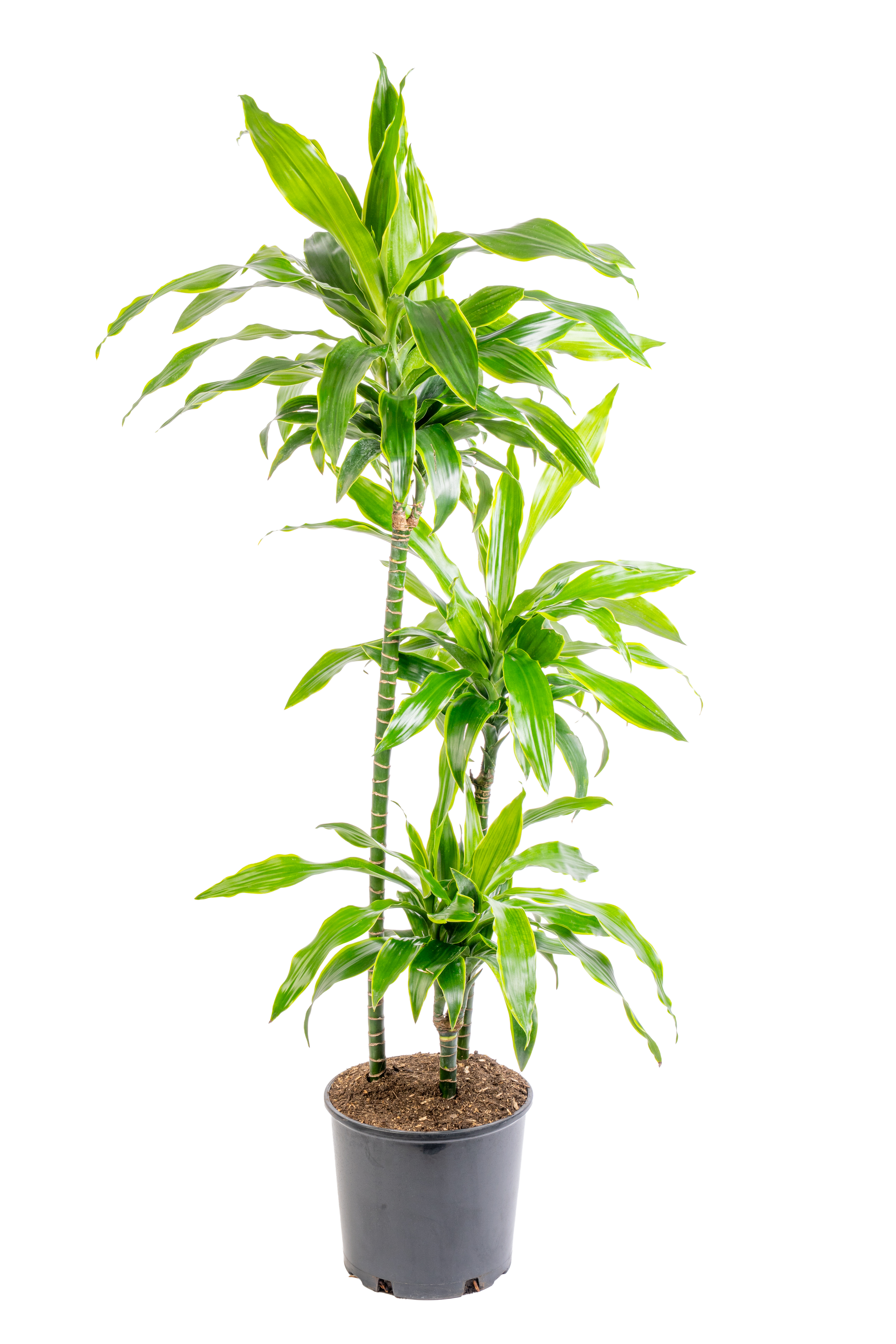 Dracaena Cane ‘Gold Star’