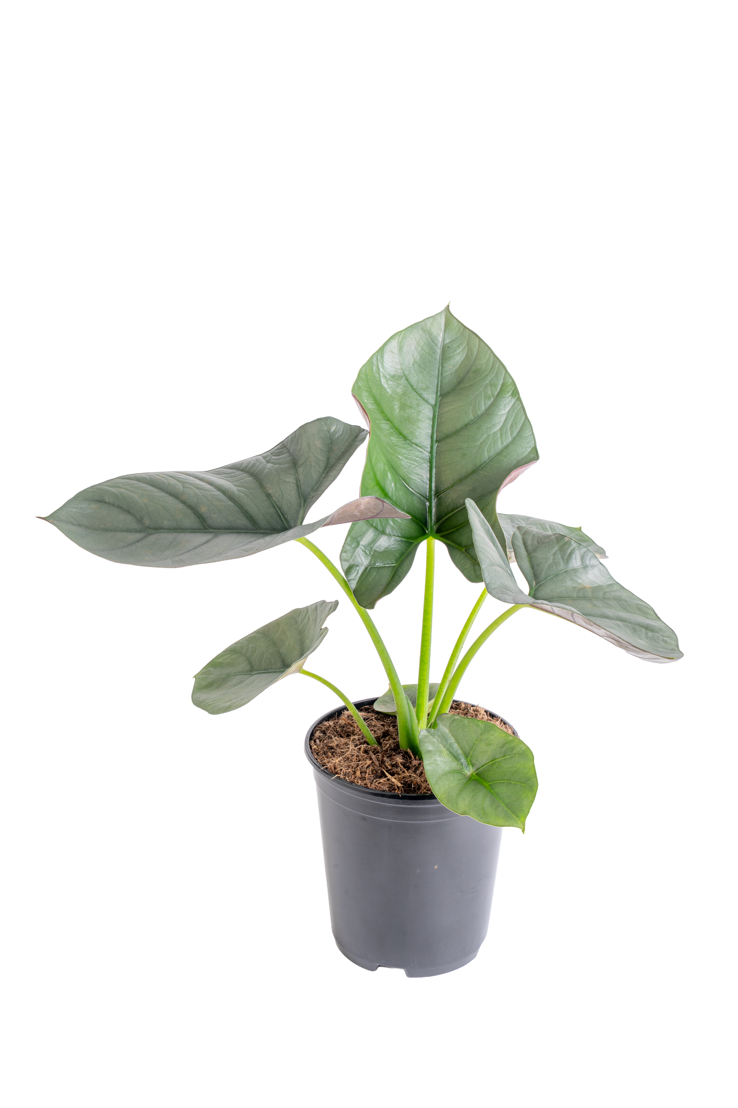 Alocasia ‘Reginae’ (Alocasia reginae)