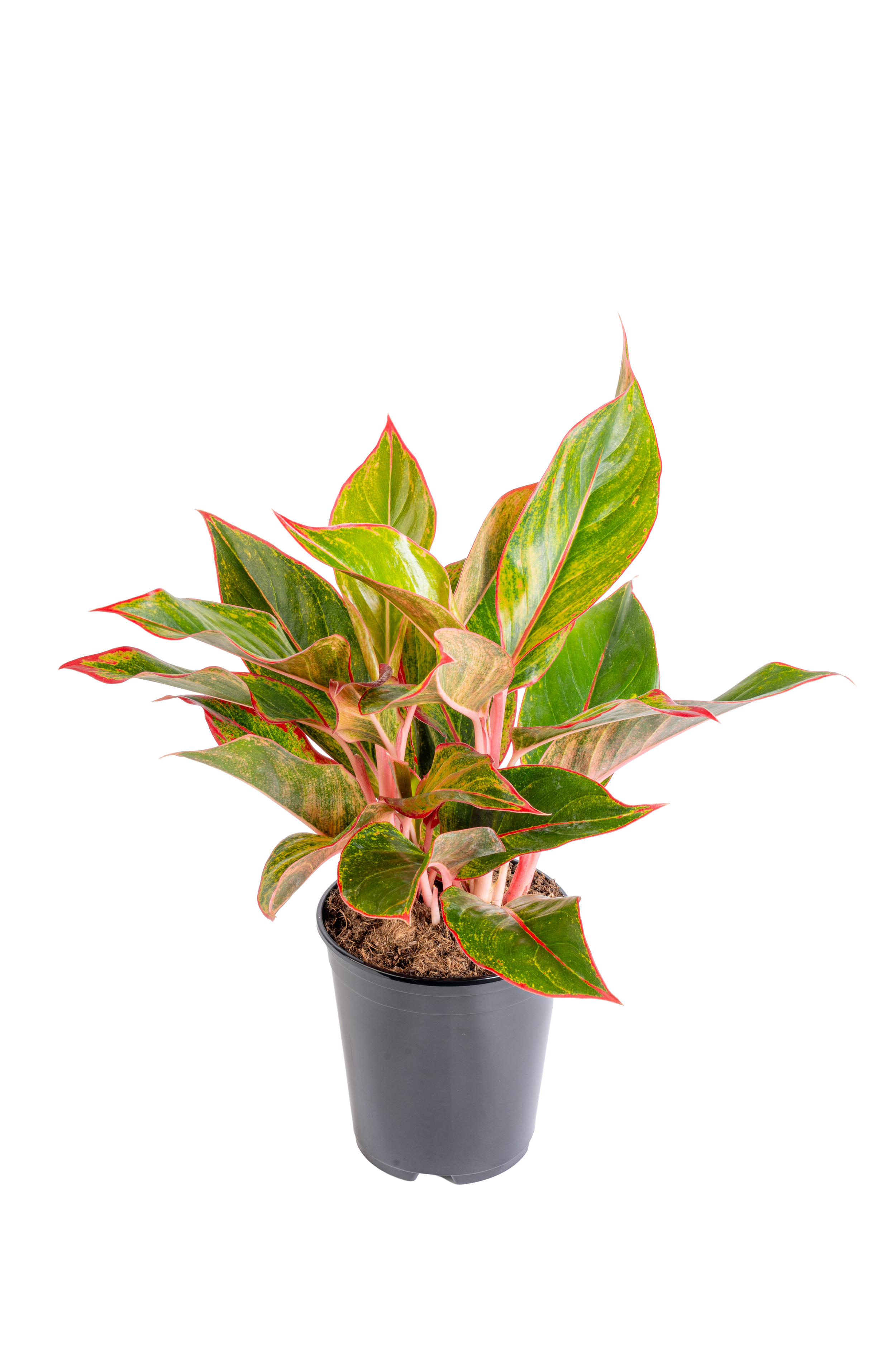 Aglaonema ‘Pink Siam’