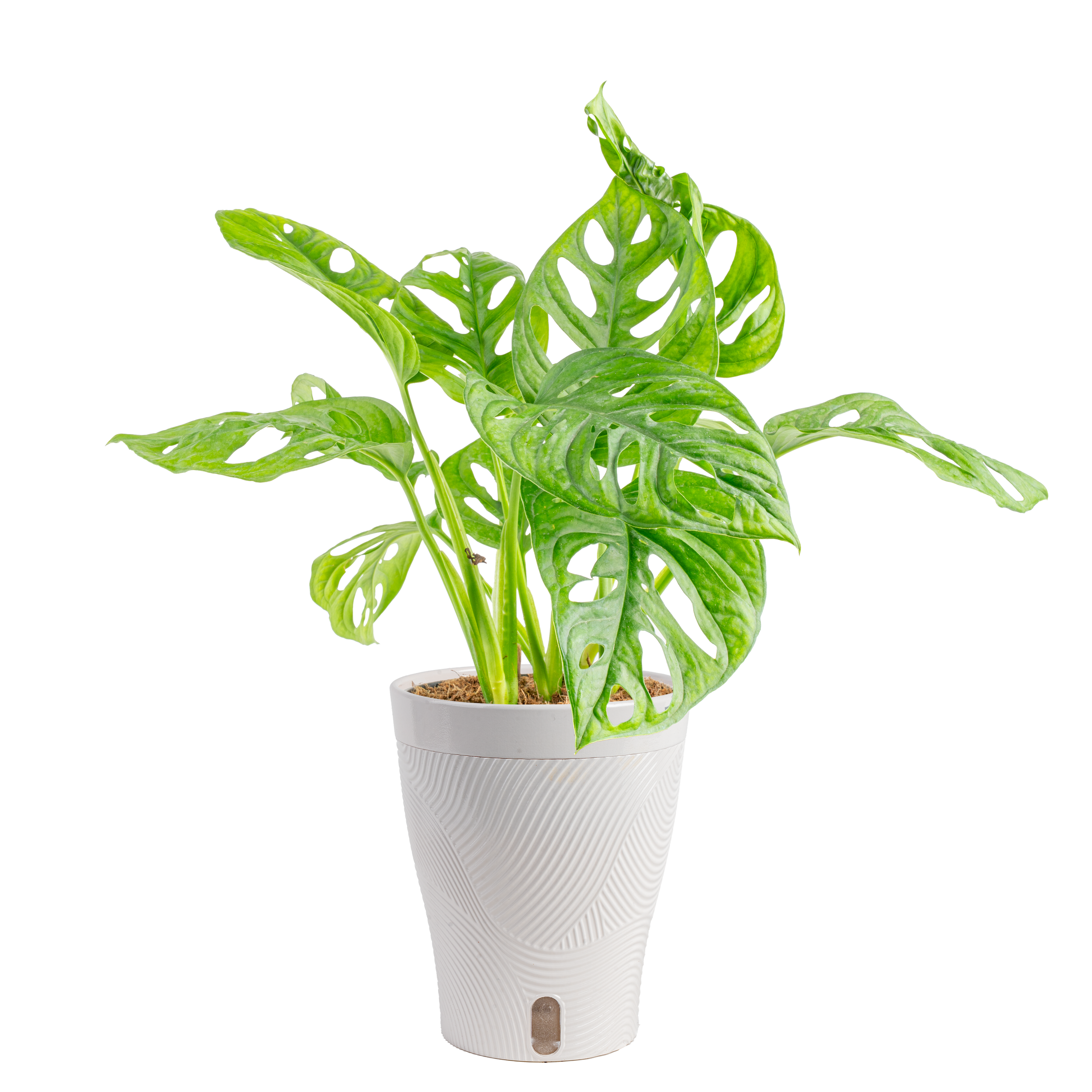 5in Little Swiss Monstera in Livia White Skinny Foliage.png