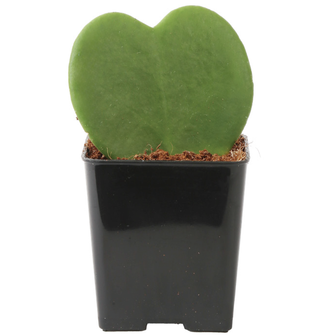 Hoya Heart (Hoya kerrii)
