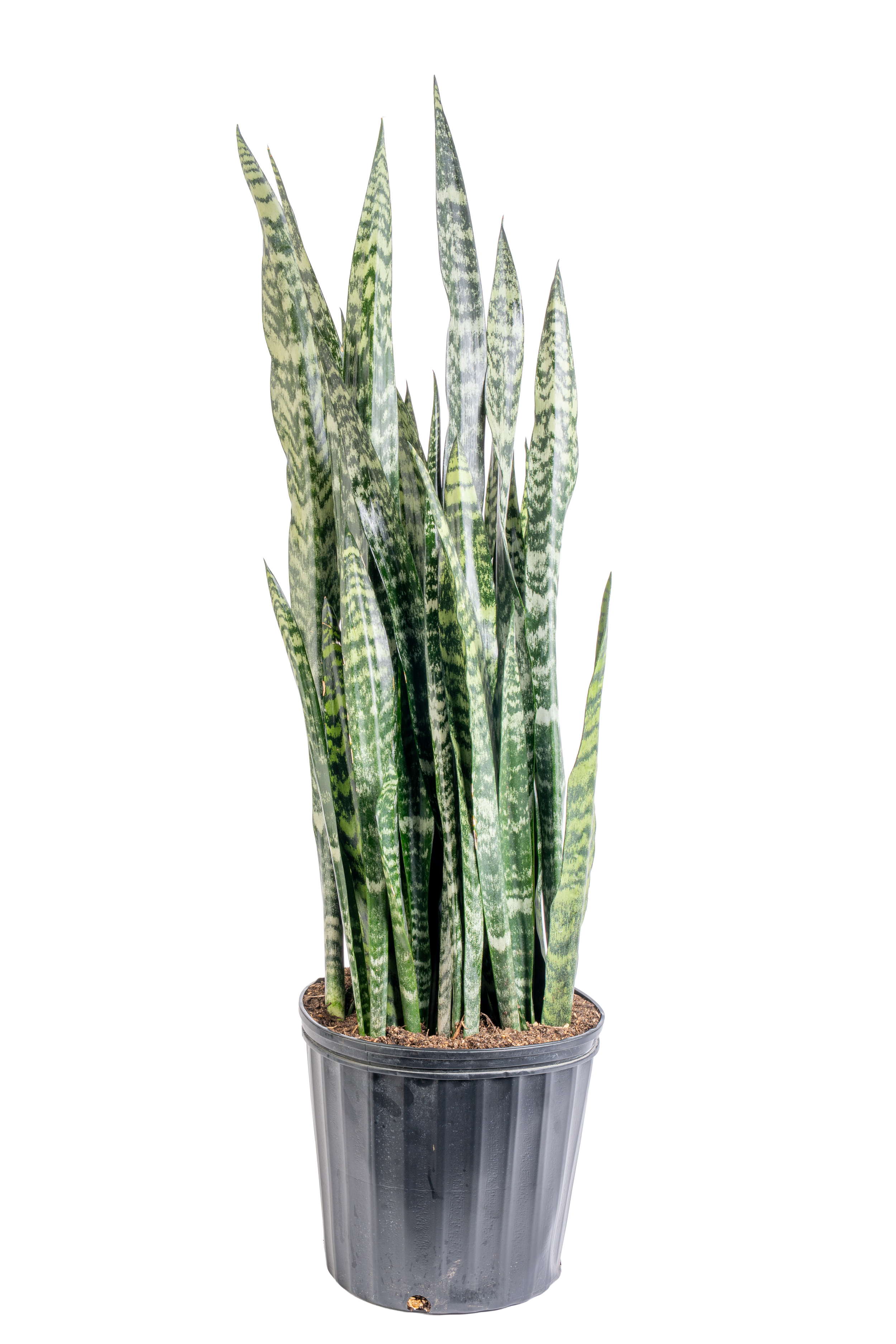Black Coral Snake Plant (Dracaena trifasciata ‘Black Coral’)