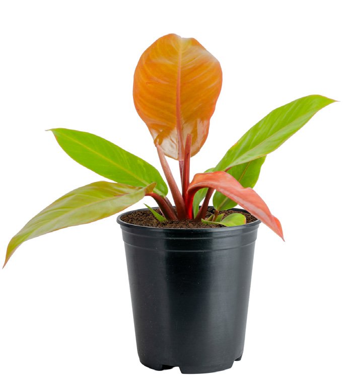 Philodendron ‘Prince of Orange’ (Philodendron hybrid)