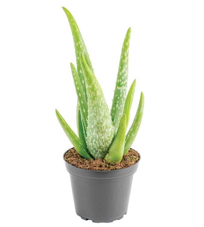 Aloe Vera (Aloe barbadensis)