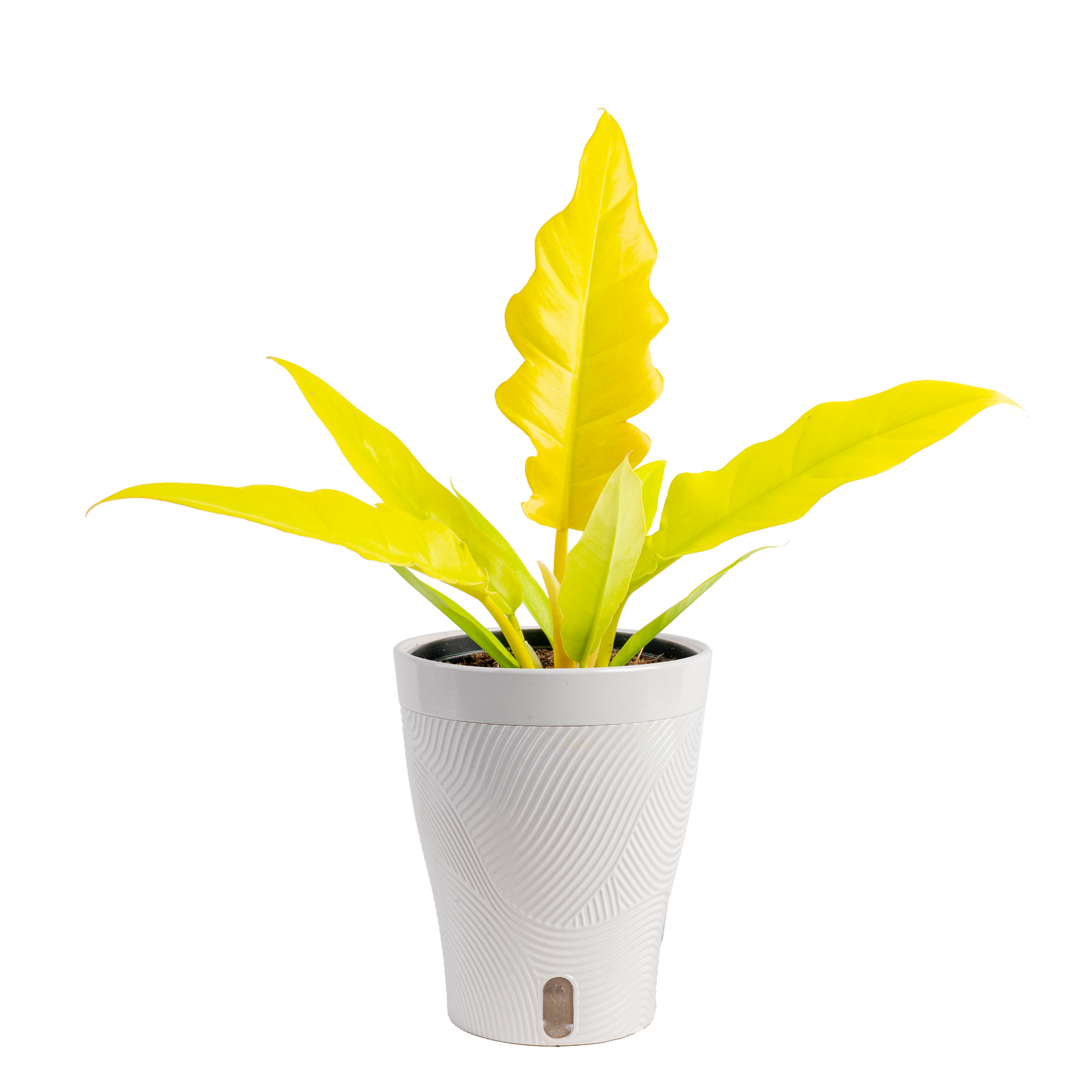 Philodendron ‘Golden Crocodile’ (Philodendron sp. ‘Golden Crocodile’)