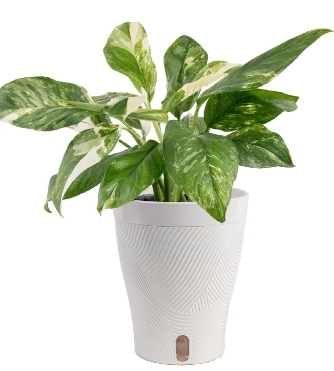 ‘Albo’ Pothos (Epipremnum pinnatum ‘Albo Variegata’)