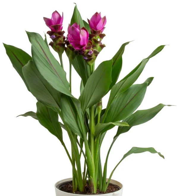 Curcuma (Siam Tulip) (Curcuma spp.)