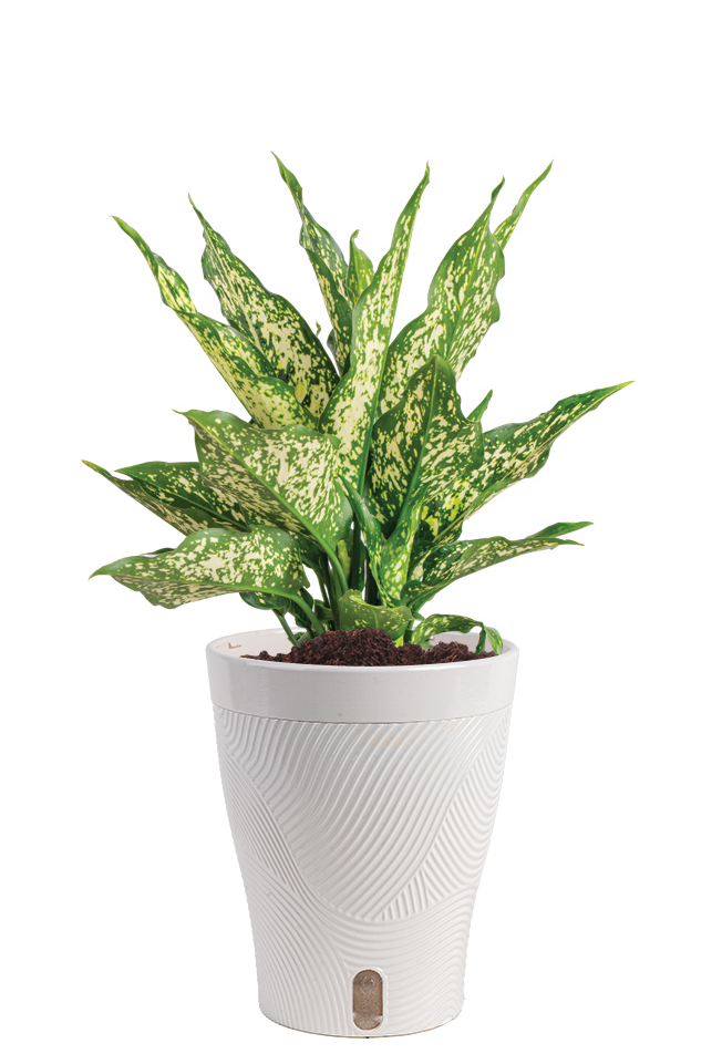Aglaonema ‘Thai Snowflakes’ (Aglaonema spp.)