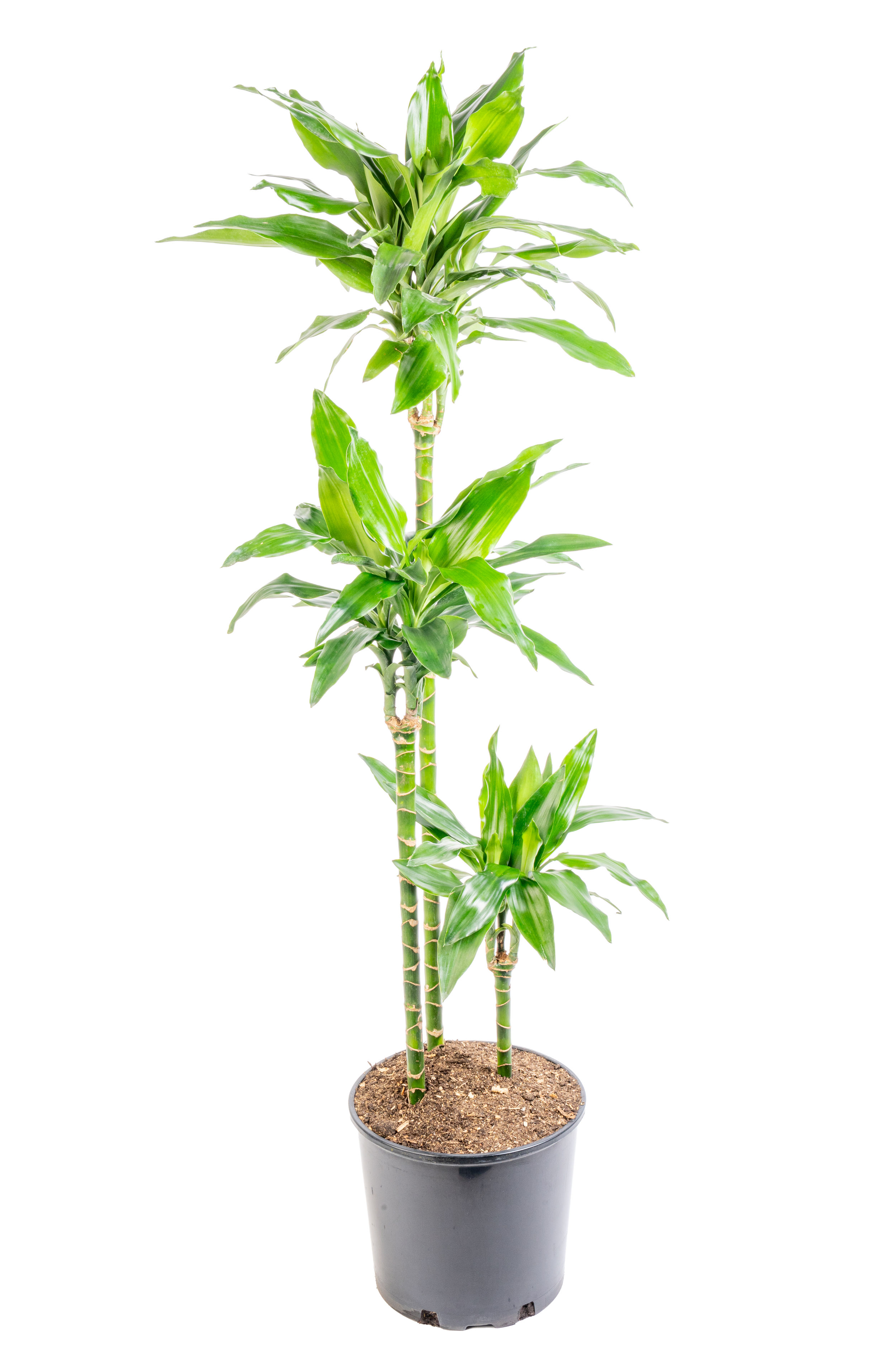 Dracaena Cane ‘Lind Cane’