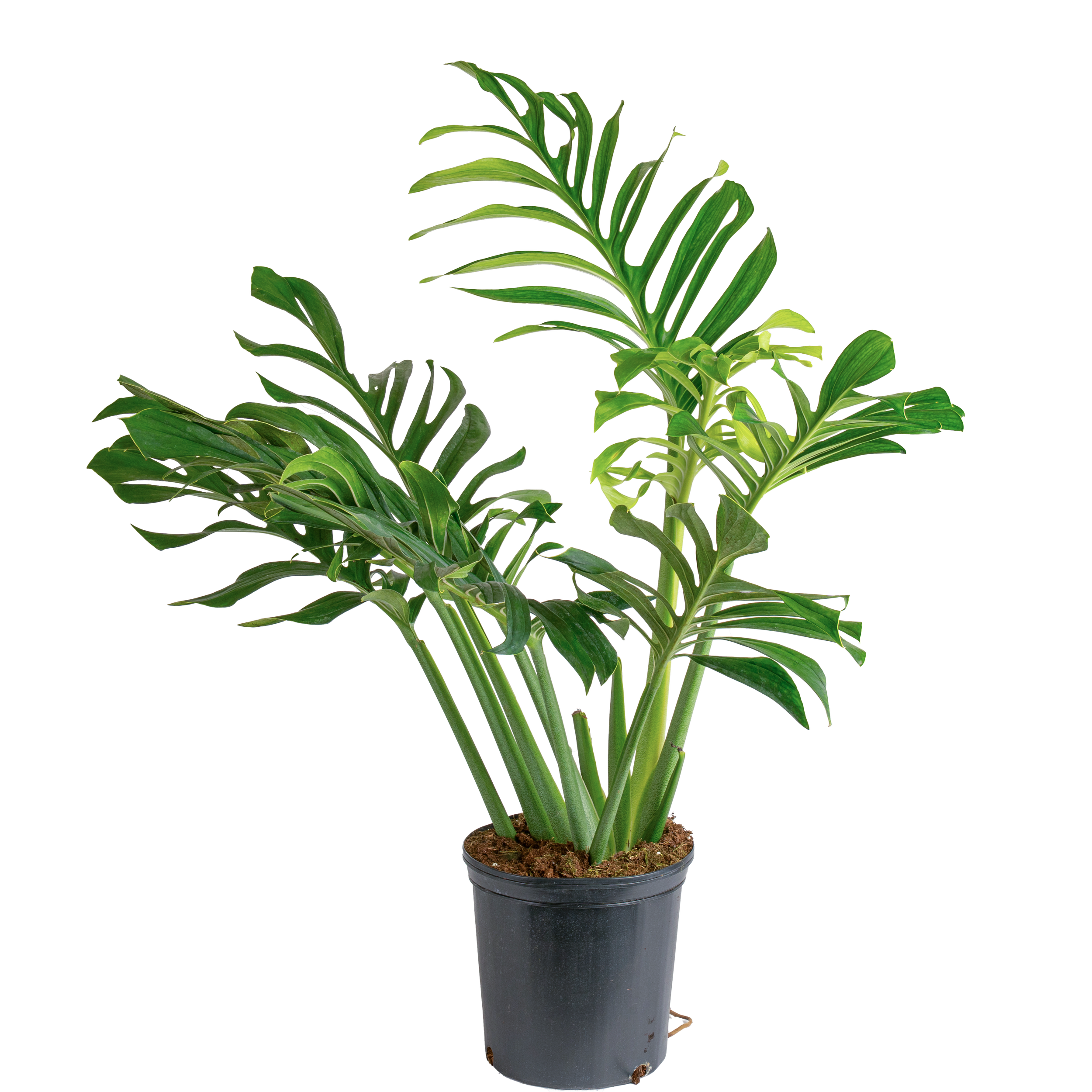 Monstera Pinnatipartita (Monstera pinnatipartita)