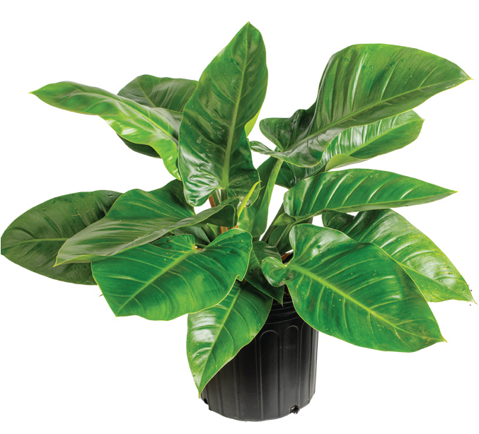 Philodendron ‘Green Congo’ (Philodendron ‘Green Congo’)