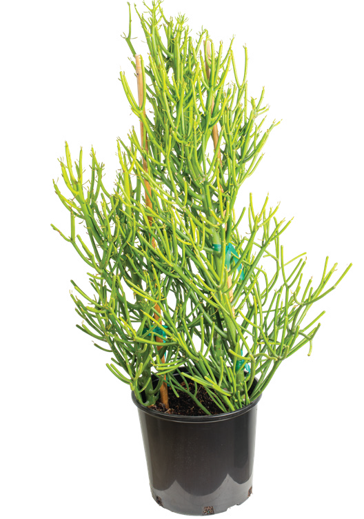 Pencil Cactus (Euphorbia tirucalli)