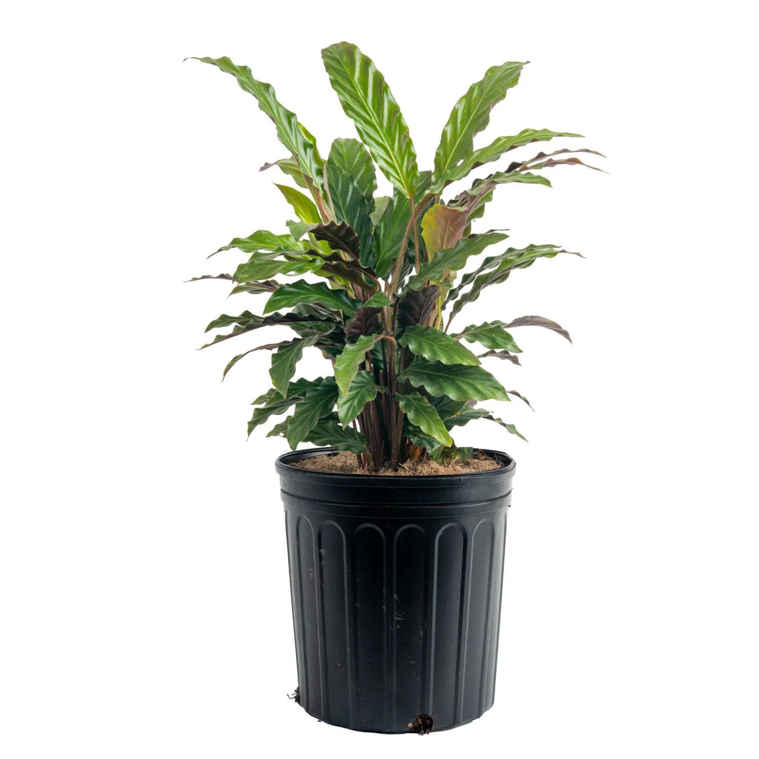 Calathea rufibarba (Goeppertia rufibarba)