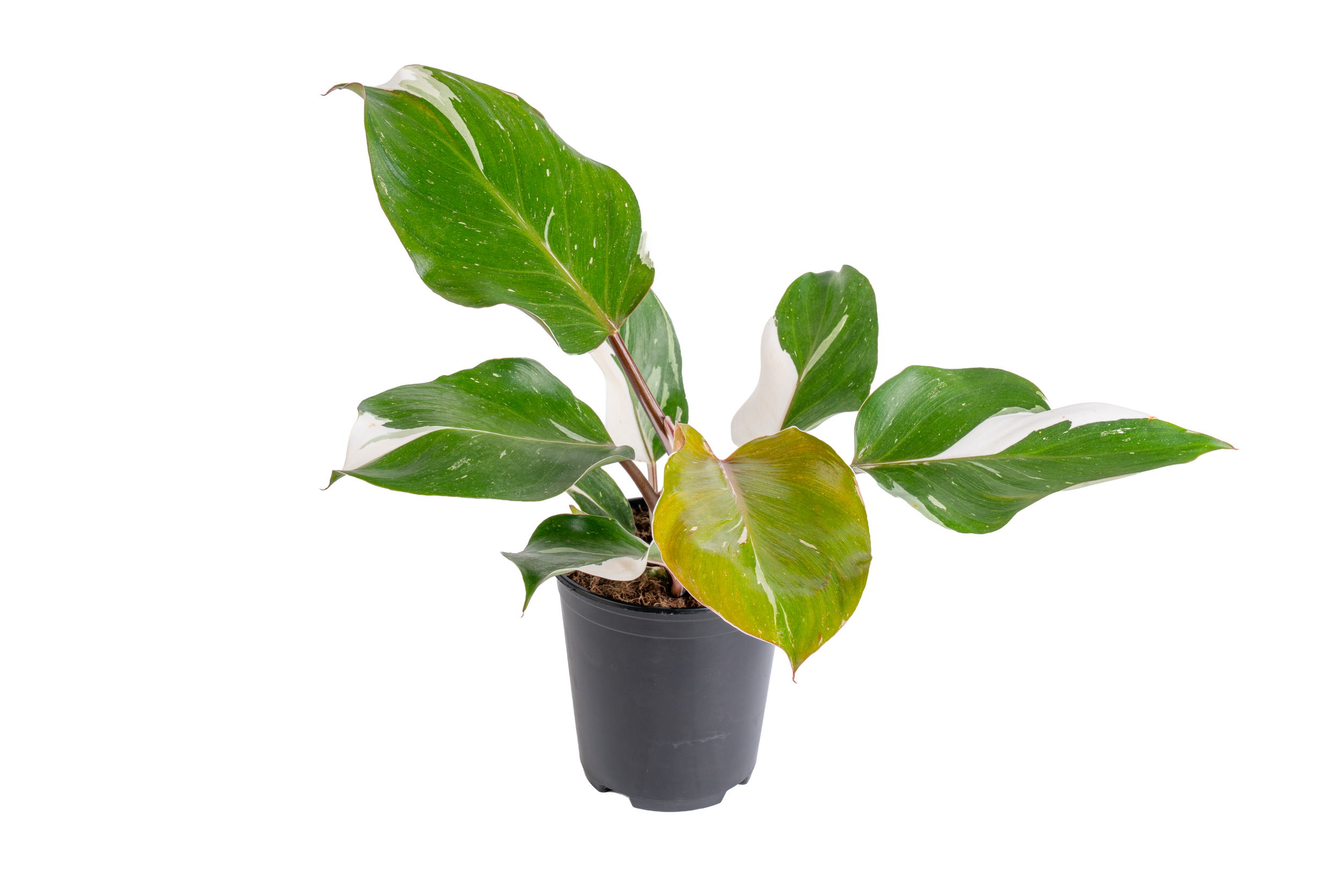 Philodendron ‘White Knight’ (Philodendron erubescens ‘White Knight’)