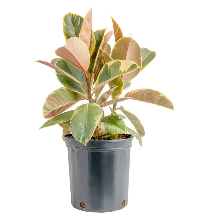 Ficus ‘Ruby’ (Ficus elastica ‘Ruby’)