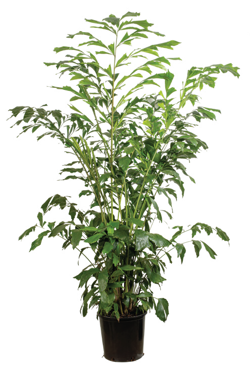Fishtail Palm (Caryota mitis)