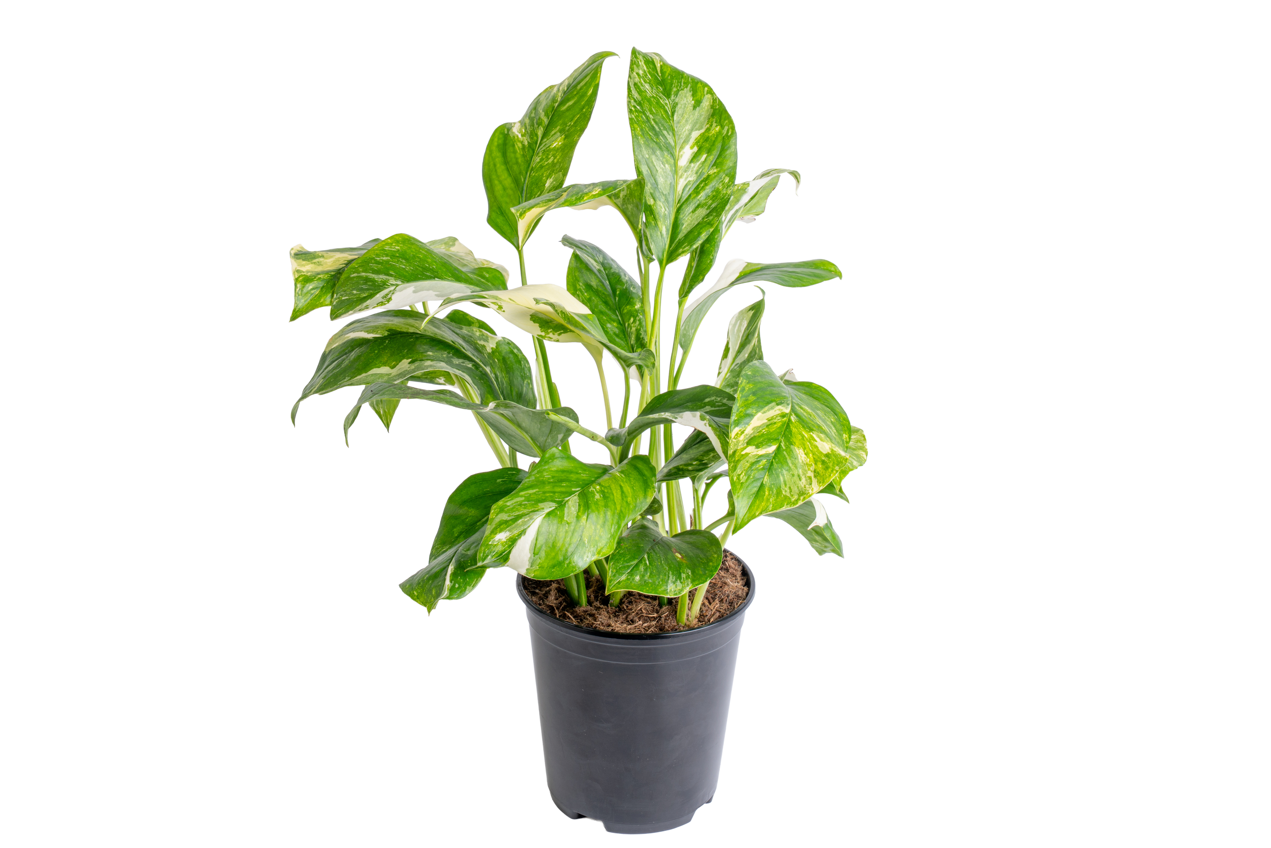 Monstera lechleriana (Monstera lechleriana)