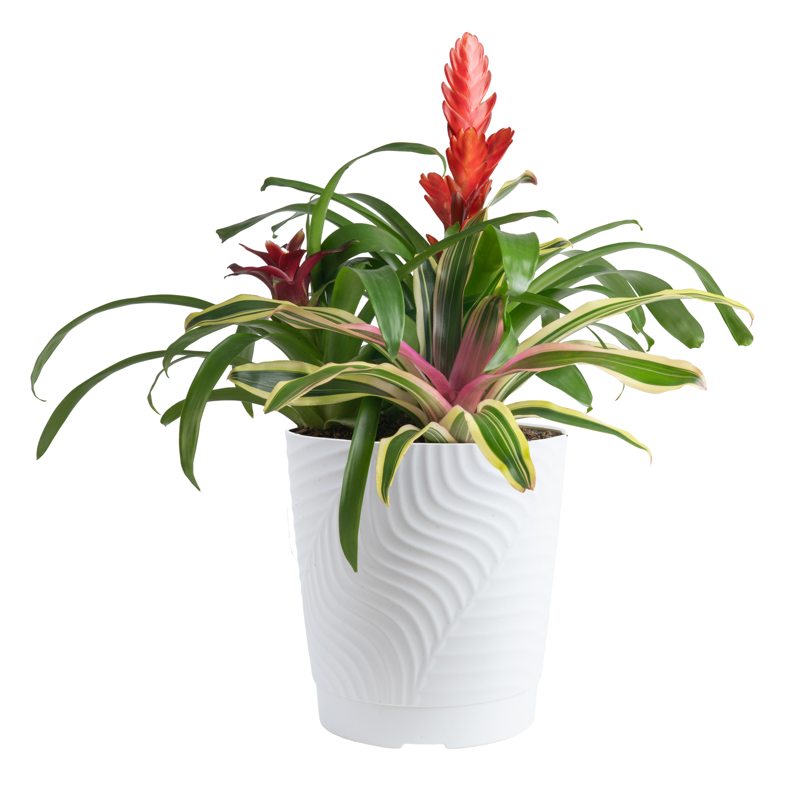 Bromeliad Garden (Mixed Bromeliad Assortment)