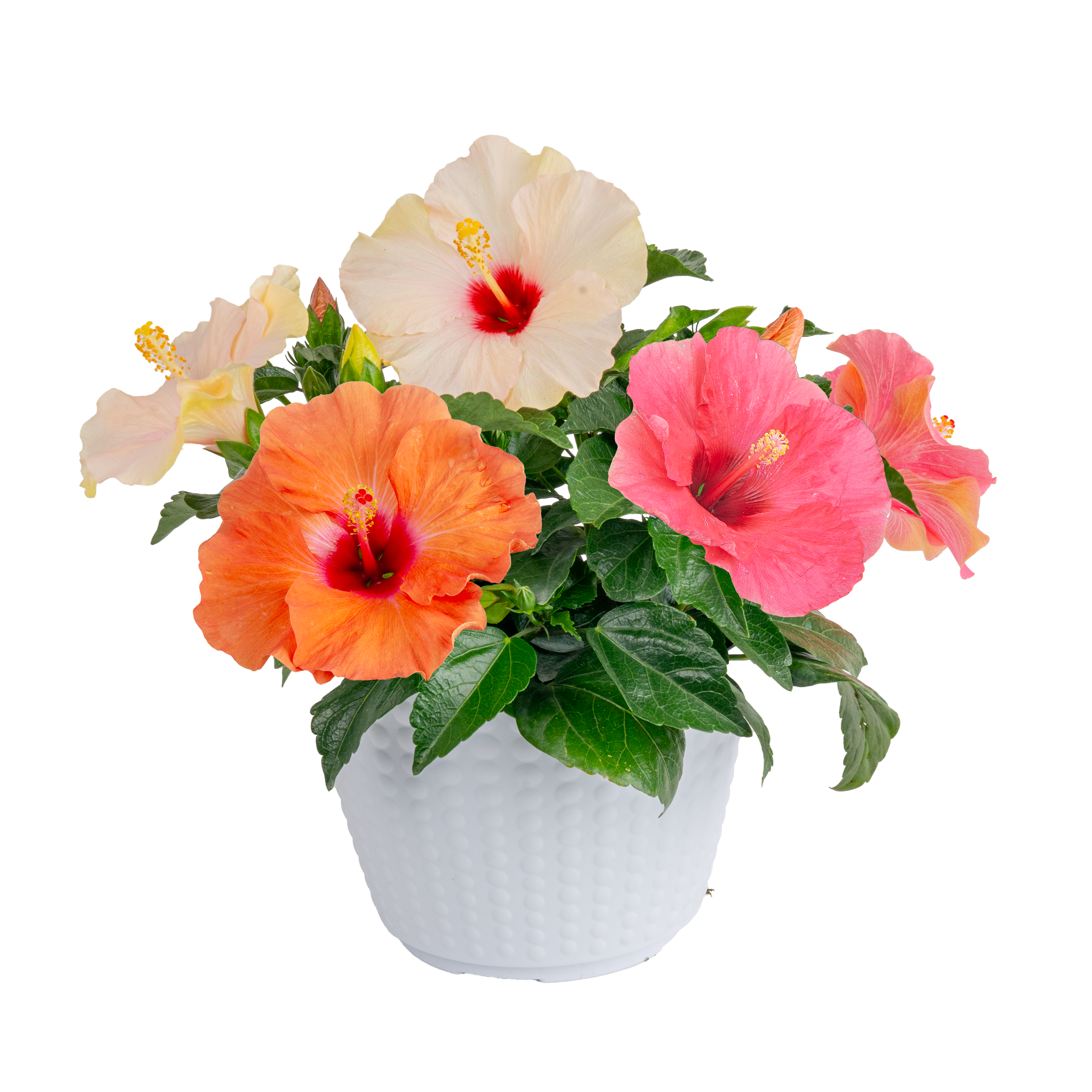 HibisQs® (Cream with Red Eye Selection) (Hibiscus rosa-sinensis)