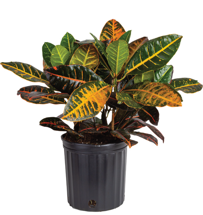 Croton ‘Petra’