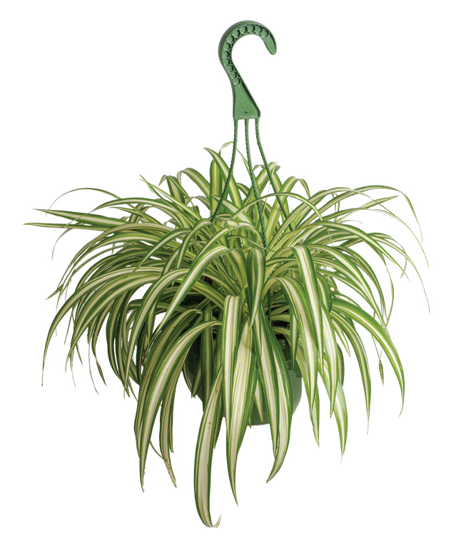 Spider Plant (Chlorophytum comosum)