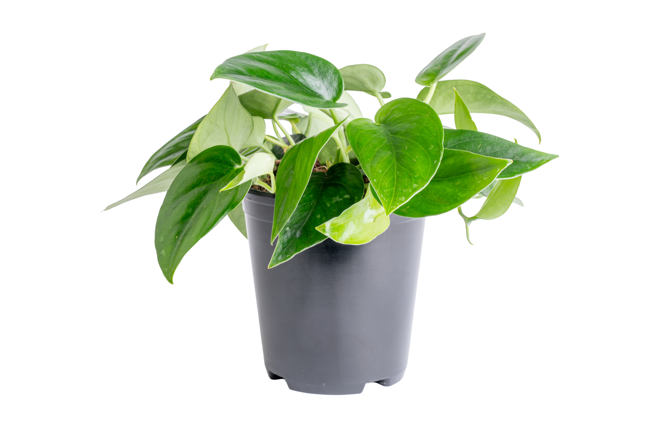 Scindapsus ‘Black Mamba’ (Scindapsus sp. ‘Black Mamba’)