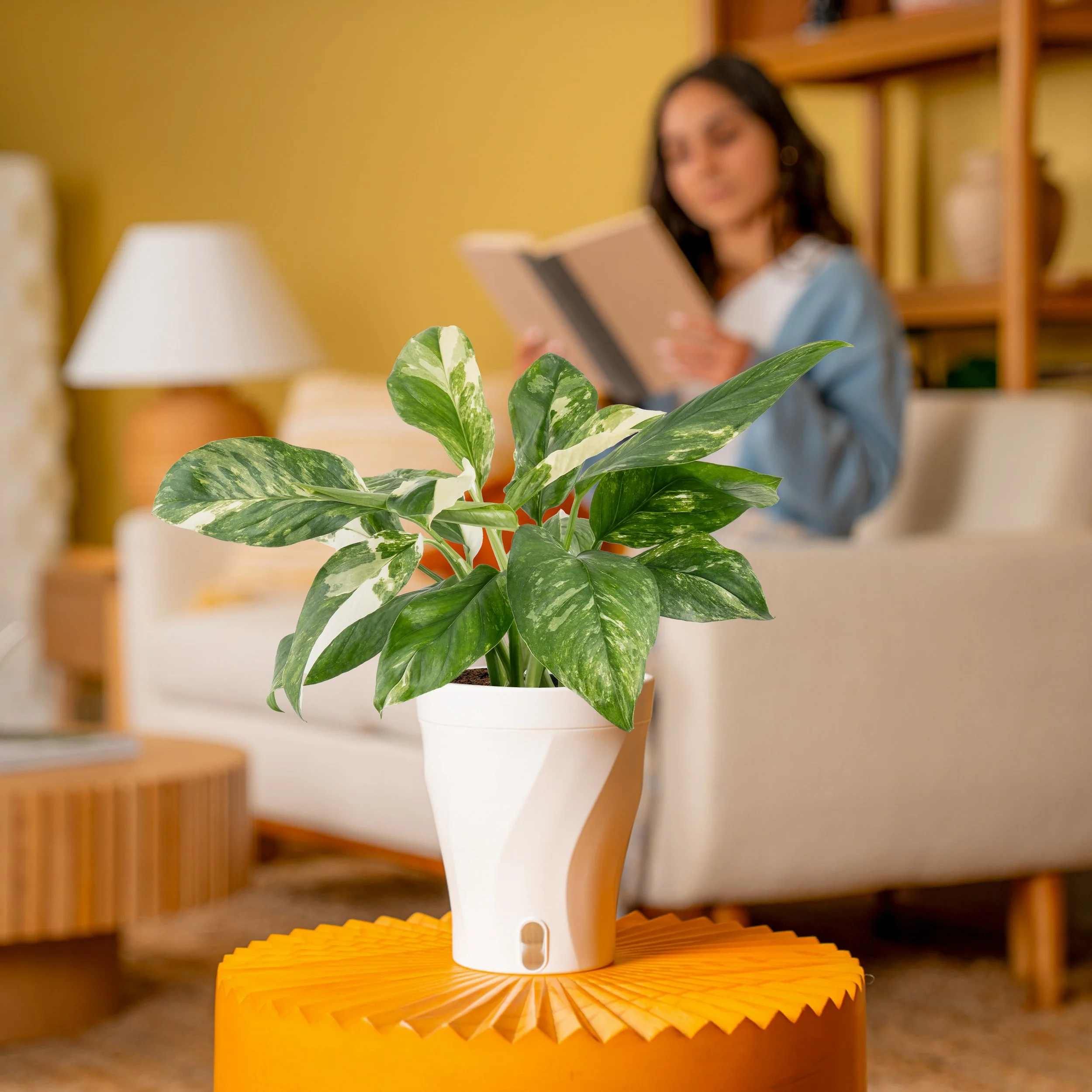 5in Monstera Lechleriana in Luzia Skinny Trending Tropical.jpg