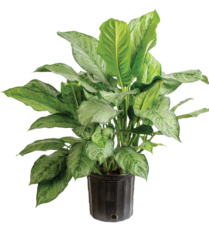 Aglaonema ‘Maryanne’