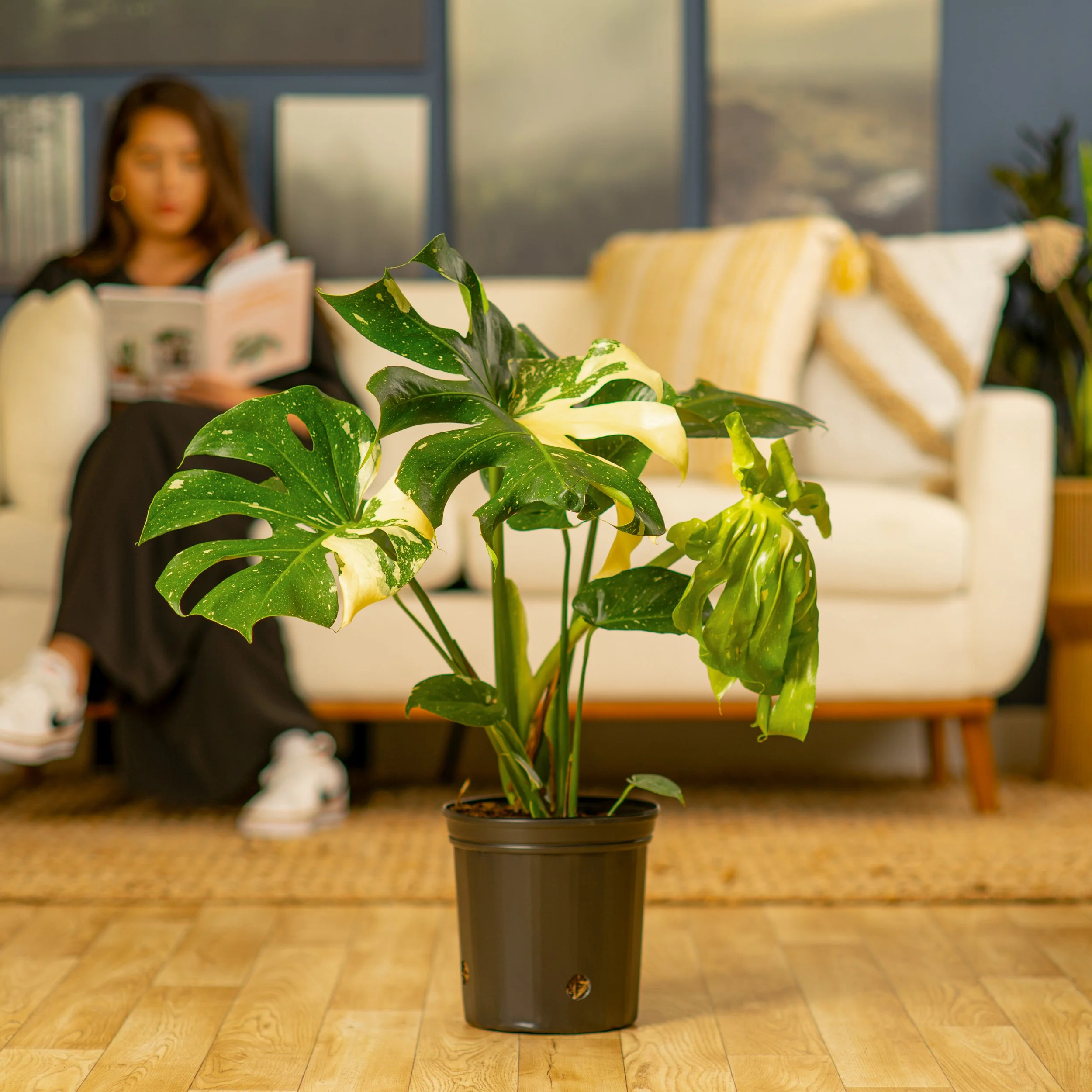 10in Thai Constellation Monstera in Grower Pot.jpg